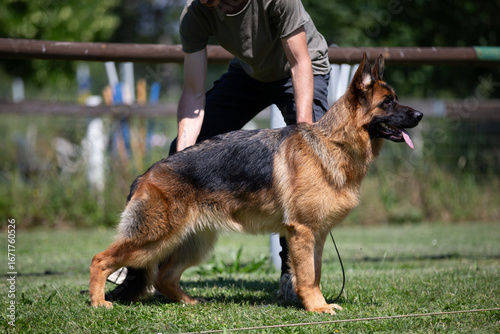 german shepherd dog