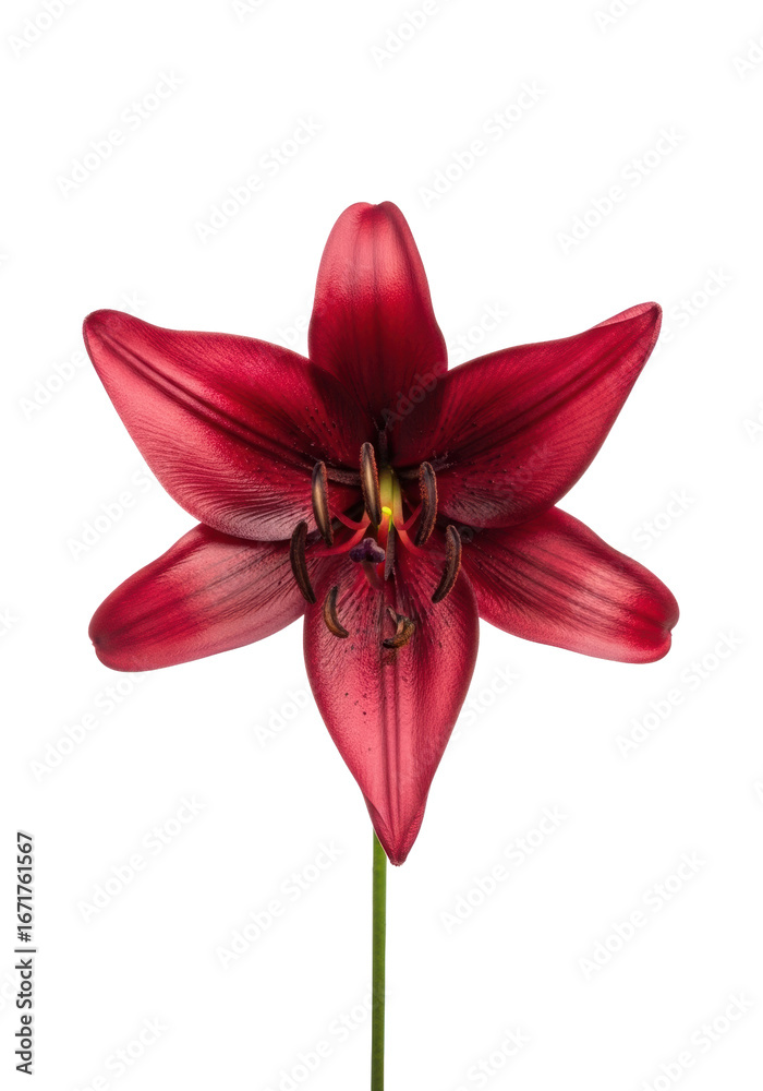 Naklejka premium A singular, robust, deep crimson lily with velvety petals and a dark pistil, in a macro studio shot on a transparent background with copy space. Concept of intense natural beauty