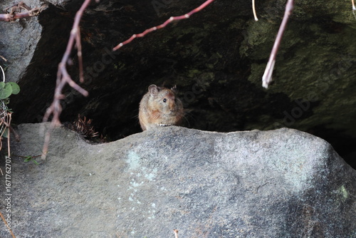 Photography Royle's pika (Ochotona roylii), also called the Himalayan hare or hui shutu, is a species of pika