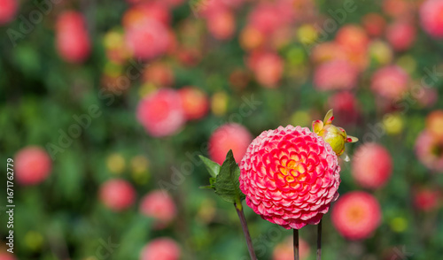 Beautiful close-up of a pompon dahlia