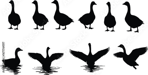Goose silhouettes collection, standing geese, swimming geese, flying geese, black vector illustration, farm bird clipart, waterfowl wildlife, animal design