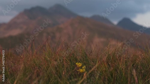 Serene sunset landscape. Close-up of swaying grass against a soft, hazy mountain backdrop.  Perfect for calming, nature-themed designs.