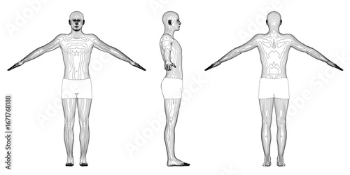 A man in three poses with outstretched arms, black and white contour drawing against white background, anatomical muscle detail on the right side.
