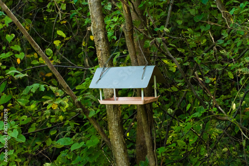 house in the forest