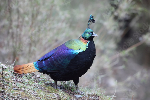 Photography The Himalayan monal (Lophophorus impejanus), also called Impeyan monal and Impeyan pheasant, is a pheasant native to Himalayan forests and shrublands This photo was taken in Northwest India