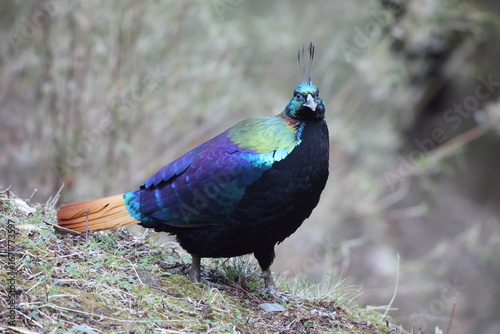 Photography The Himalayan monal (Lophophorus impejanus), also called Impeyan monal and Impeyan pheasant, is a pheasant native to Himalayan forests and shrublands This photo was taken in Northwest India