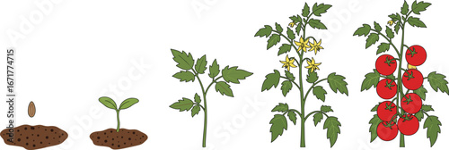 Tomato plant growth stages, seed to fruit, gardening concept, plant development, agriculture, botany, farming, nature, lifecycle, ripe tomatoes