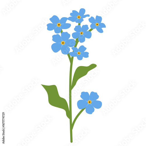 Forget Me Not Flower Illustration