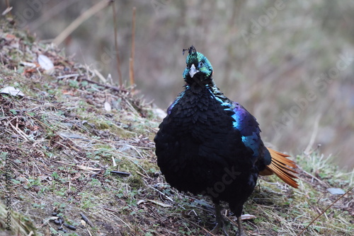 Photography The Himalayan monal (Lophophorus impejanus), also called Impeyan monal and Impeyan pheasant, is a pheasant native to Himalayan forests and shrublands This photo was taken in Northwest India