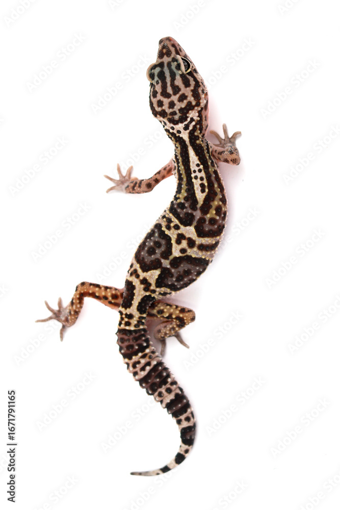 Naklejka premium An overhead shot of a leopard gecko on a white background, showcasing its unique speckled and striped pattern in full-body view.