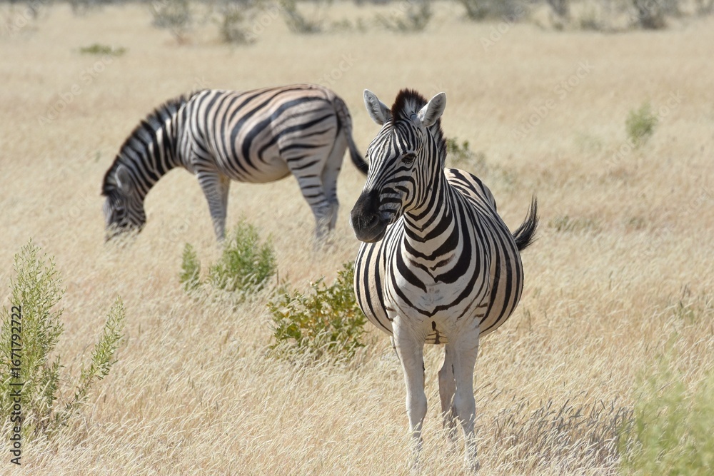 Obraz premium Steppenzebras im Etosha Nationalpark in Namibia