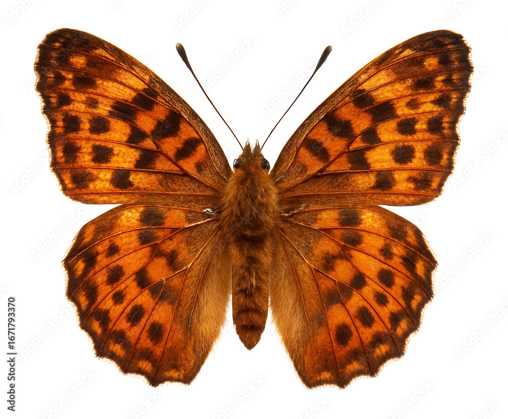 Obraz premium Butterfly with orange and brown mottled wings