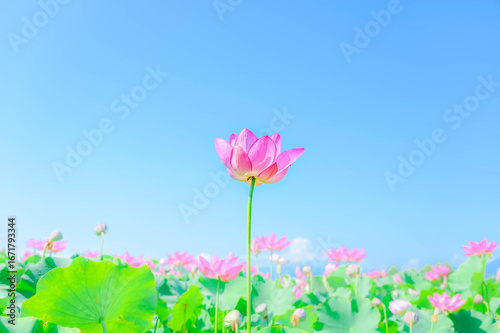 夏の日の蓮の花