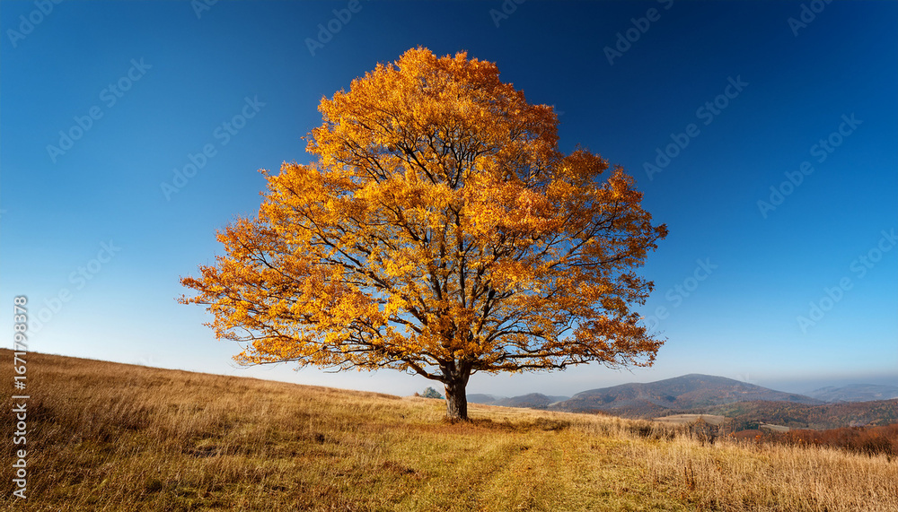 Fototapeta premium a majestic tree with vibrant yellow leaf standing tall against a clear blue sky evoking feelings of autumn serenity and natural beauty in the landscape