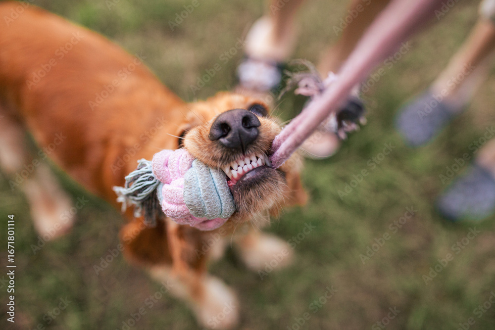 Obraz premium Playful golden English cocker spaniel holds colorful rope toy in its mouth. The dog has shiny coat and happy expression, surrounded by blurred human legs on background. Top view. Healthy dog's teeth.
