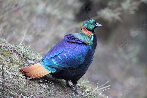 Photography The Himalayan monal (Lophophorus impejanus), also called Impeyan monal and Impeyan pheasant, is a pheasant native to Himalayan forests and shrublands This photo was taken in Northwest India