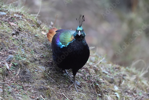 Photography The Himalayan monal (Lophophorus impejanus), also called Impeyan monal and Impeyan pheasant, is a pheasant native to Himalayan forests and shrublands This photo was taken in Northwest India