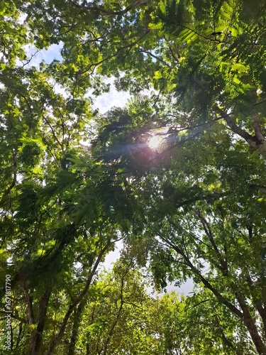 sun rays in the forest