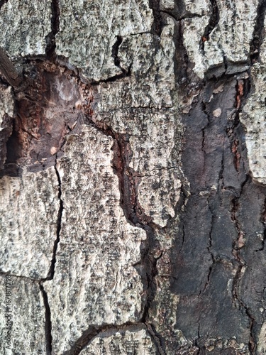 tree bark texture