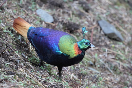 Canvas Print The Himalayan monal (Lophophorus impejanus), also called Impeyan monal and Impeyan pheasant, is a pheasant native to Himalayan forests and shrublands This photo was taken in Northwest India