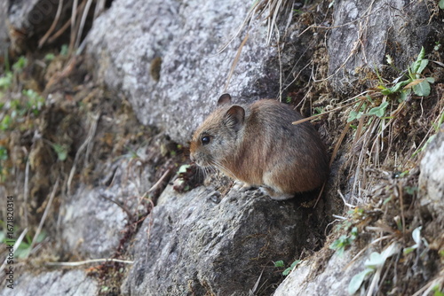 Photography Royle's pika (Ochotona roylii), also called the Himalayan hare or hui shutu, is a species of pika