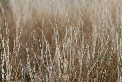 Long grasses in a meadow in summer