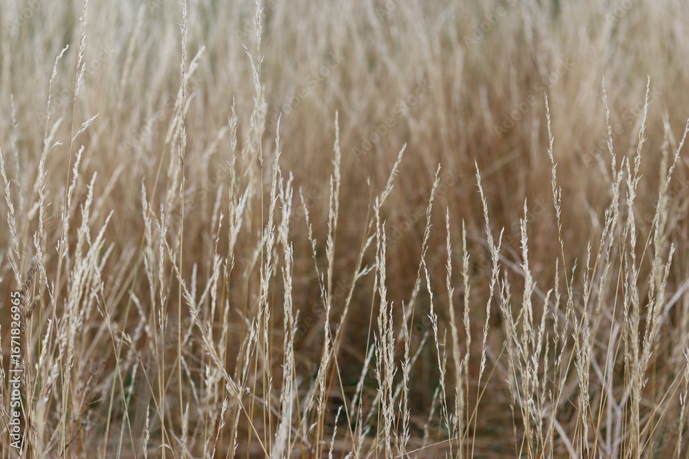 Fototapeta premium Long grasses in a meadow in summer