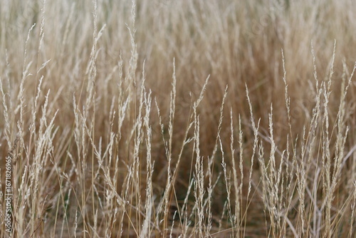 Long grasses in a meadow in summer