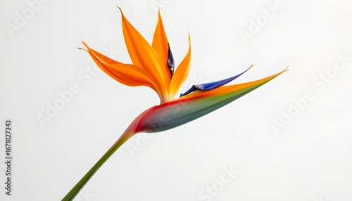 A close-up of a vibrant Bird of Paradise flower, showcasing its unique shape and colors