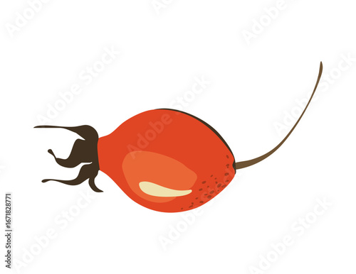 Rose hip berry. Ripe rosehip. Medicinal plant. Vector illustration isolated on a white background