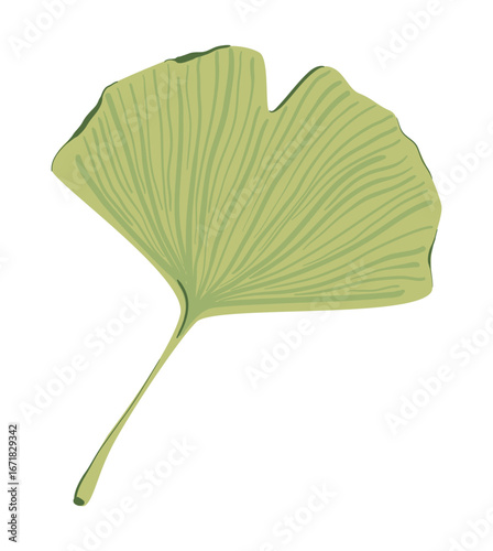 Ginkgo biloba pod leaves from ancient isolated on white. Vector illustration of hand drawn ayurvedic ginkgo plant. Healthy ingredient that is used in medicine for disease treatment