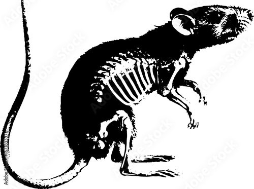 Grunge black and white x-ray style rodent illustration for urban art and design