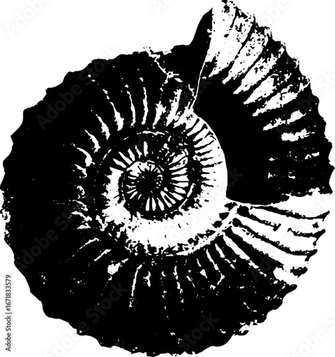 black and white ammonite fossil clip art preview