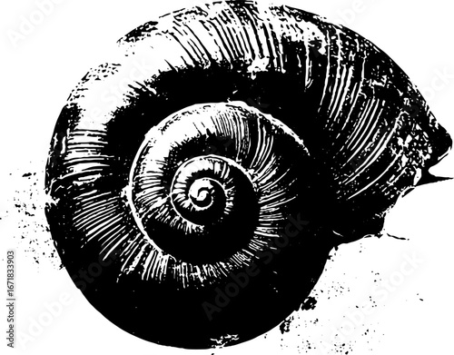Grunge black and white shell illustration in x ray style for artistic design