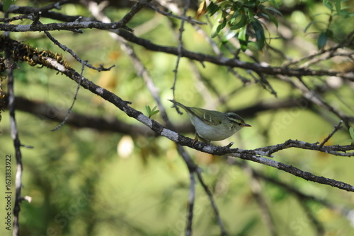 Photography Blyth's leaf warbler (Phylloscopus reguloides) is a species of leaf warbler (family Phylloscopidae)