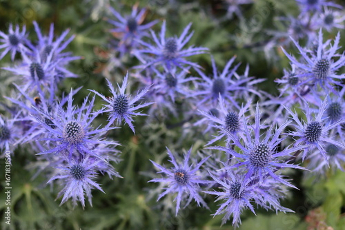 Close up of blue thistles or eryngium in a garden in summer