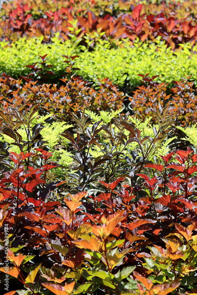 Fototapeta premium Multi coloured physocarpus leaves in a garden