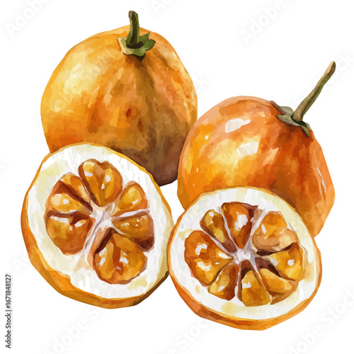 A hand-drawn watercolor-style painting of slices bael fruit in a soft watercolor style, artistic, isolated on a white background, painted design, EPS format, featuring delicate brush strokes