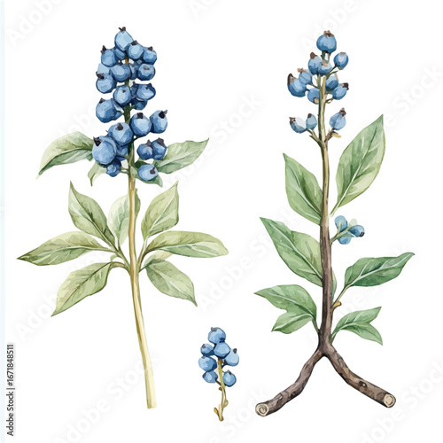 A hand-drawn illustration painting of a blue cohosh root in soft watercolor style, featuring delicate brush strokes, EPS format, isolated on a white background, artistic, painted design, illustration