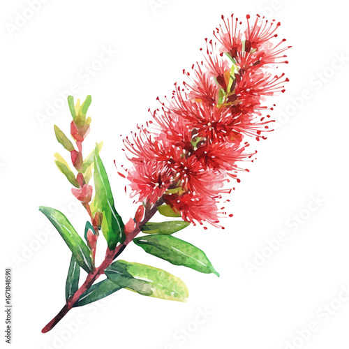 A hand-drawn illustration painting of a bottlebrush flower in soft watercolor style, featuring delicate brush strokes, EPS format, isolated on a white background, artistic, painted design
