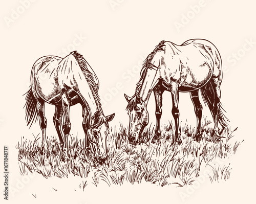 Horses grazing on meadow. Vector illustration.