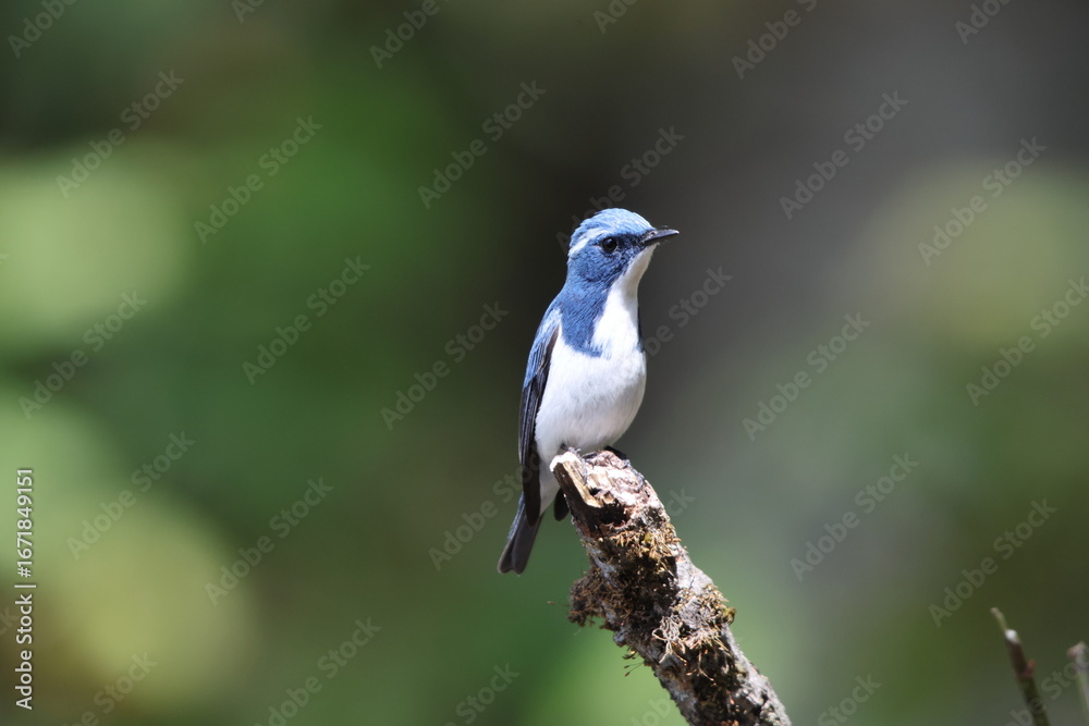 Fototapeta premium Ultramarine flycatcher or the white-browed blue flycatcher (Ficedula superciliaris superciliaris) is a small arboreal Old World flycatcher in the Ficedula genus.This photo was taken in Northwest India