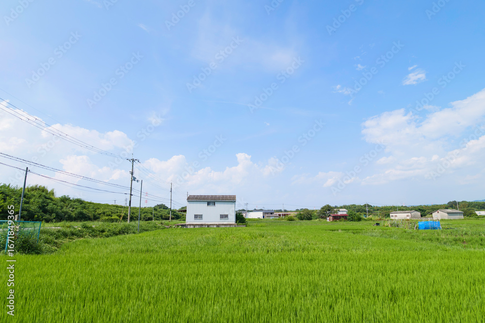Obraz premium green rice field,japan rural town,summer,sky,cloud 