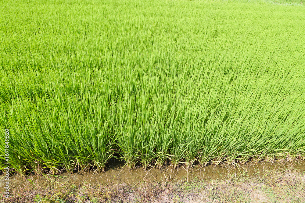 Obraz premium Green Rice Fields of Japan