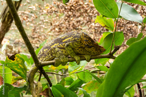Foto Camaleón gigante de Madagascar