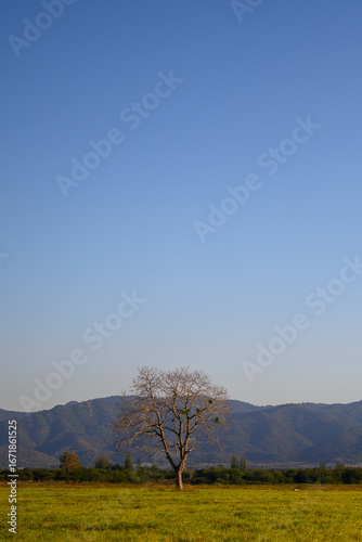 landscape with trees