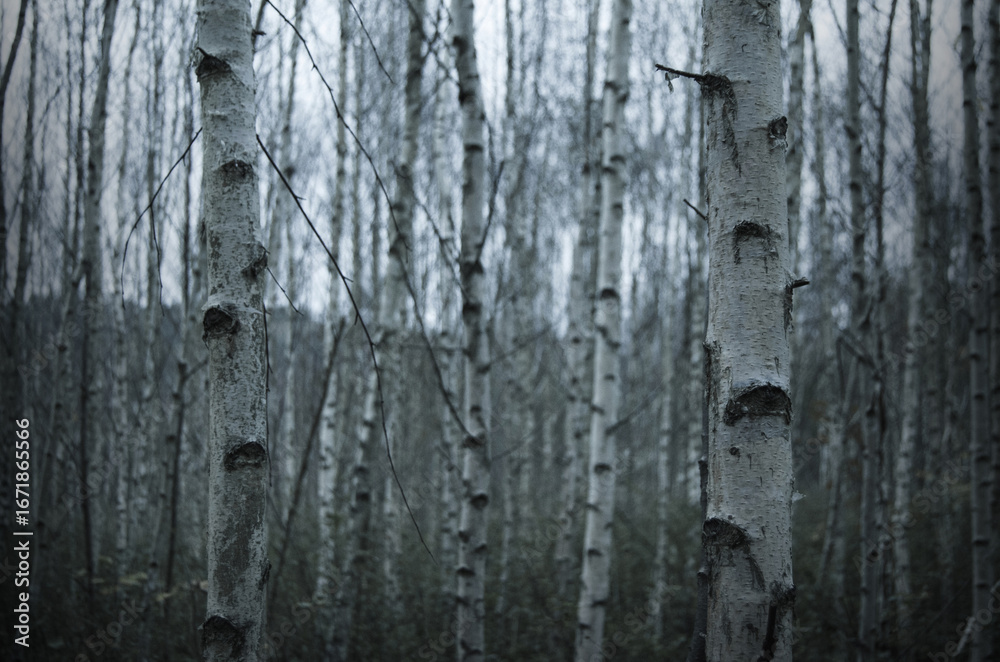 Obraz premium Mysterious Birch Forest in Winter Light 