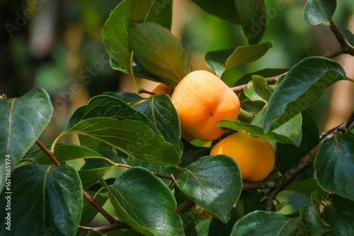 Persimmon tree fresh fruit that is ripened is hanging on the branches in the plant garden is juicy fruit and ripe fruit with persimmon trees.