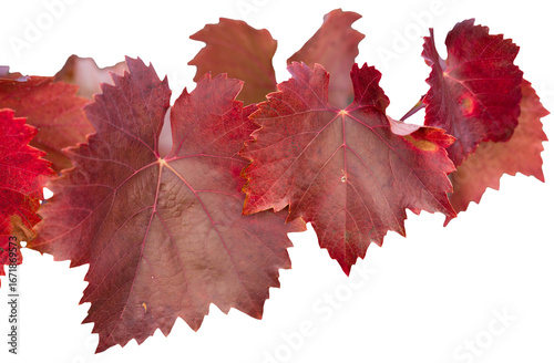 Autumn grapes with red leaves, the vine at sunset is reddish yellow