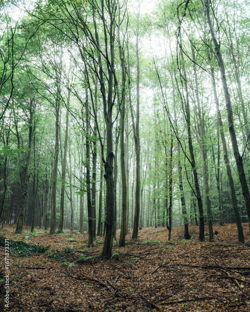 Obraz premium Misty beech forest after rain with autumn leaves 